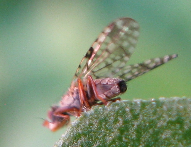 Tephritidae ?